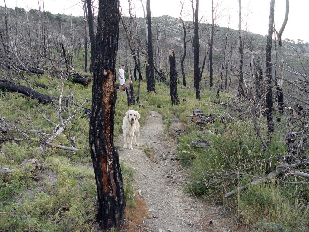 Hiking in Parnitha